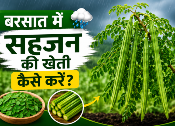 Barish Me Sahjan Ki Kheti Kaise Kare