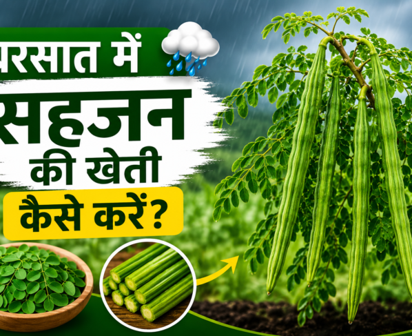 Barish Me Sahjan Ki Kheti Kaise Kare