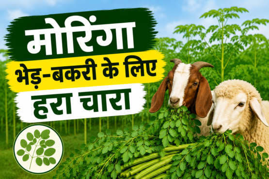 Moringa Se Bhed Bakri Ke Liye Hara Chara