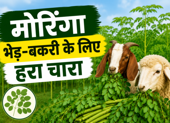 Moringa Se Bhed Bakri Ke Liye Hara Chara