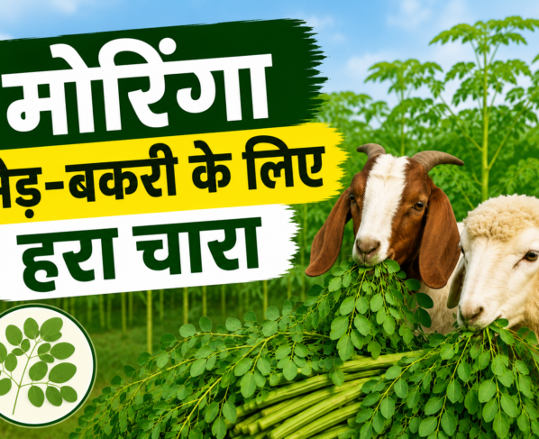 Moringa Se Bhed Bakri Ke Liye Hara Chara