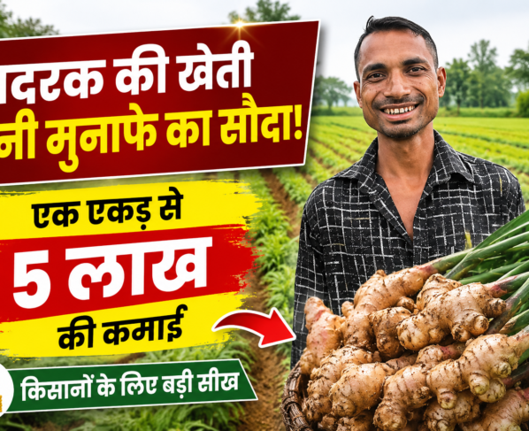 Amit Kumar Singh Ginger Farming Success Story Surguja