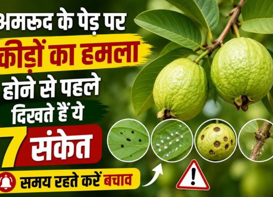 Amrud Ke Ped Par Kide Lagne Ke Lakshan