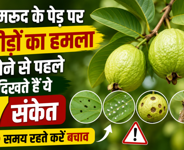 Amrud Ke Ped Par Kide Lagne Ke Lakshan