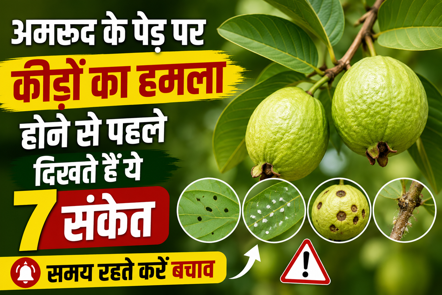 अमरूद के पेड़ पर कीड़ों का हमला होने से पहले दिखते हैं ये 7 संकेत, समय रहते करें बचाव Amrud Ke Ped Par Kide Lagne Ke Lakshan