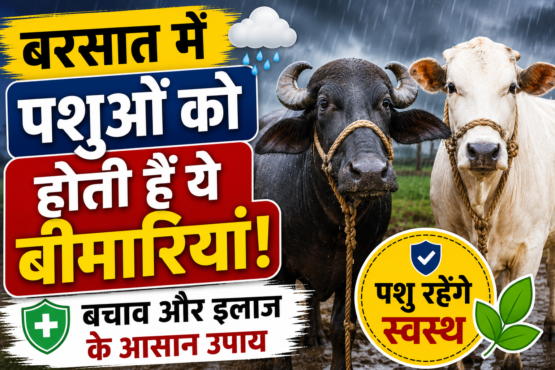 Animal Care in Rainy Season