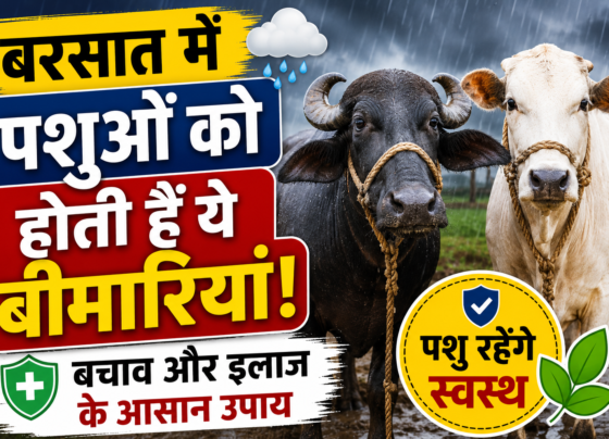 Animal Care in Rainy Season