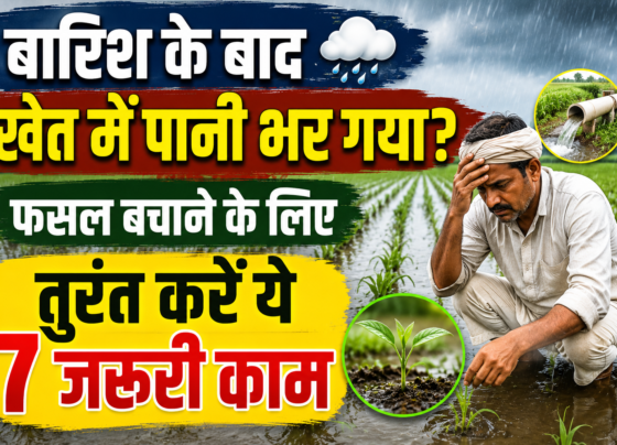 Barish Ke Baad Khet Me Pani Bhar Jaye To Kya Kare