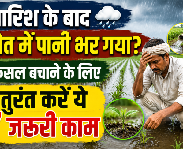 Barish Ke Baad Khet Me Pani Bhar Jaye To Kya Kare