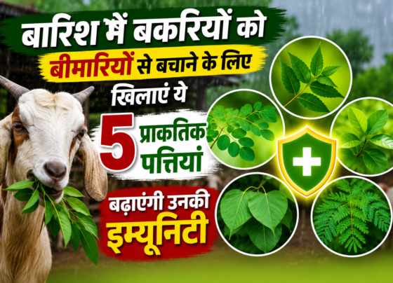 Barish Me Bakri Ki Immunity Kaise Badhaye