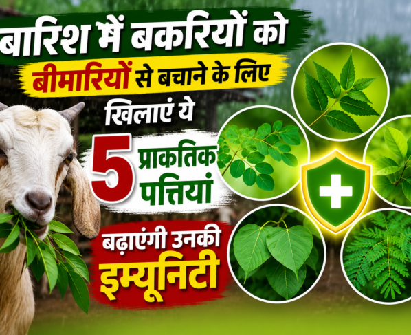 Barish Me Bakri Ki Immunity Kaise Badhaye