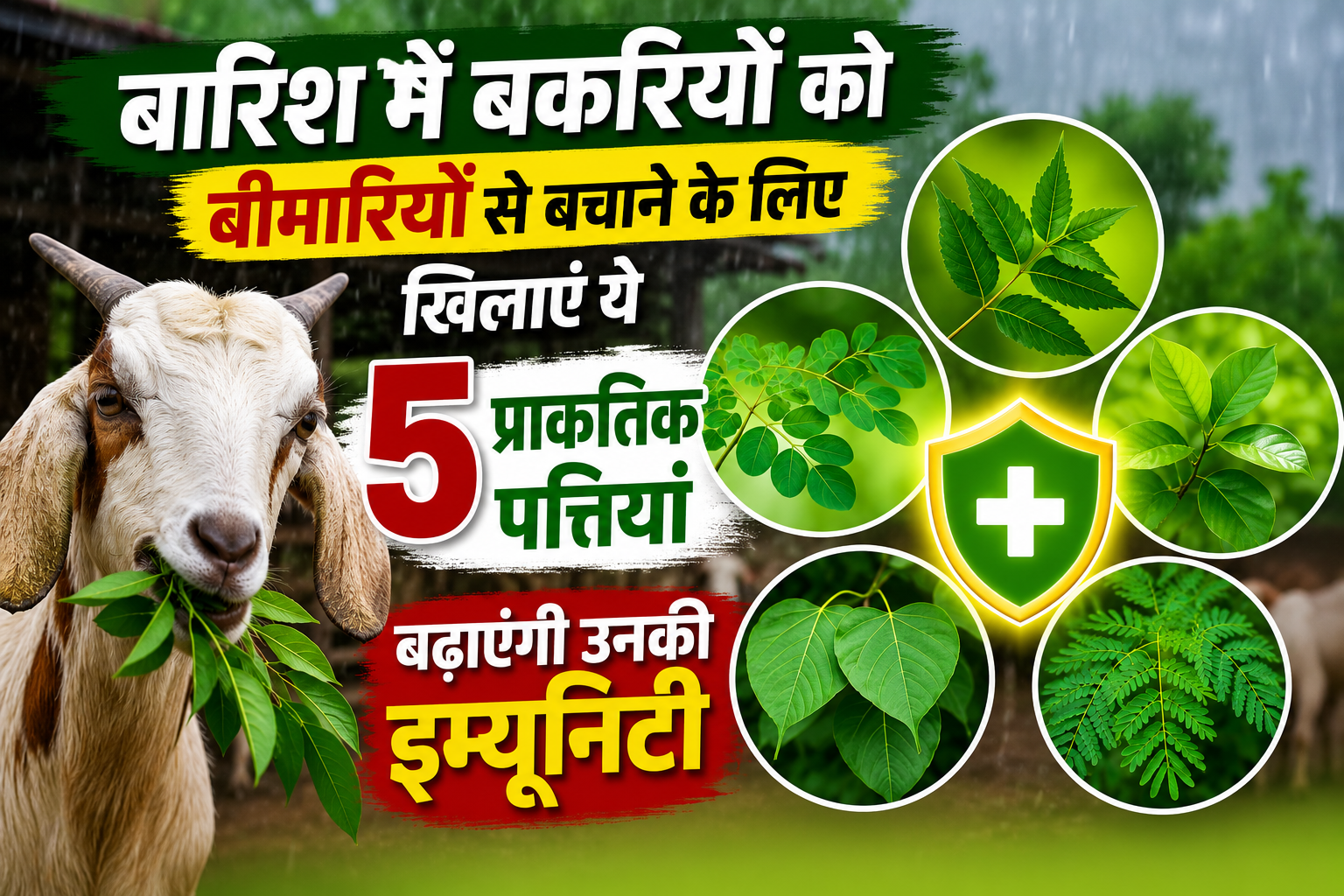 बारिश में बकरियों को बीमारियों से बचाने के लिए खिलाएं ये 5 प्राकृतिक पत्तियां, बढ़ाएंगी उनकी इम्यूनिटी Barish Me Bakri Ki Immunity Kaise Badhaye