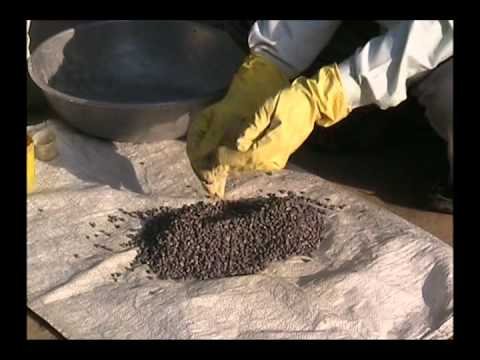 How to Do Seed Treatment Before Sowing