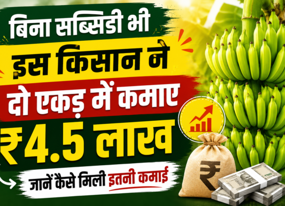 Begusarai Farmer Neeraj Kunwar Banana Farming Success Story