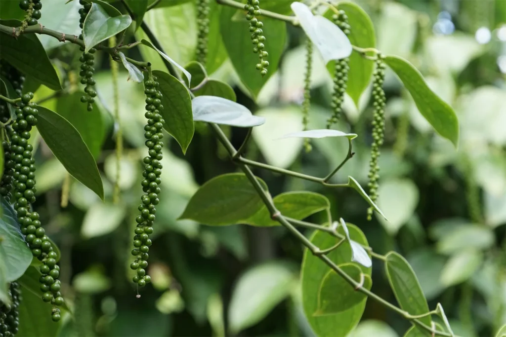 Black Pepper Farming