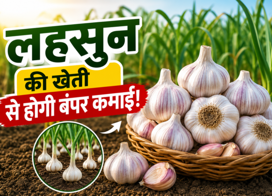 Garlic Farming
