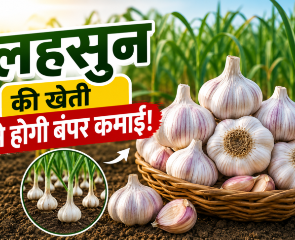 Garlic Farming