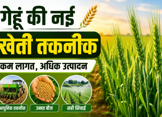 Wheat Farming Guide