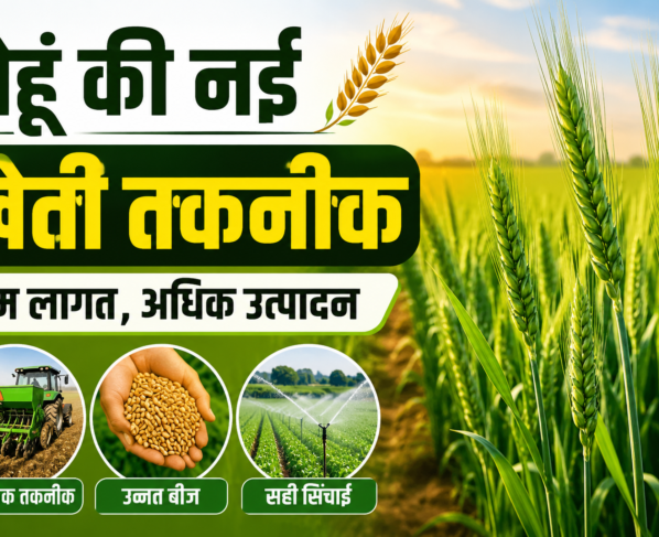 Wheat Farming Guide