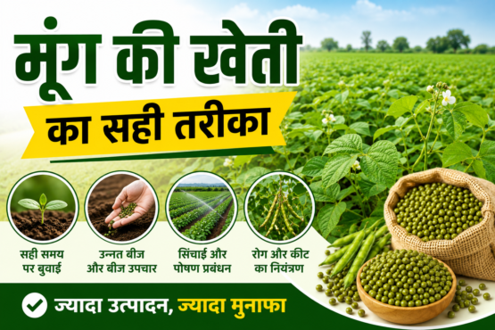 Green Gram Farming