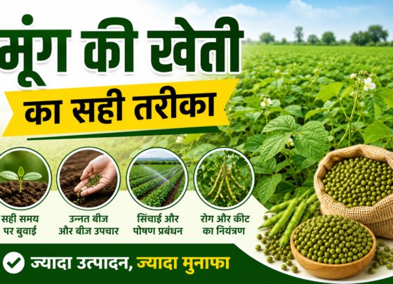 Green Gram Farming