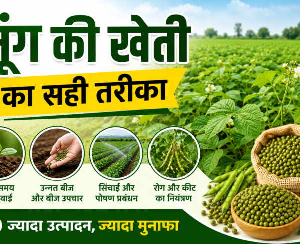 Green Gram Farming
