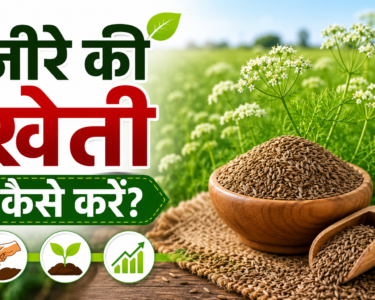 Cumin Farming in India