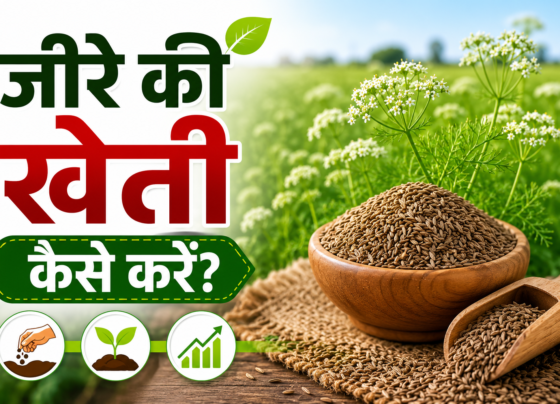 Cumin Farming in India