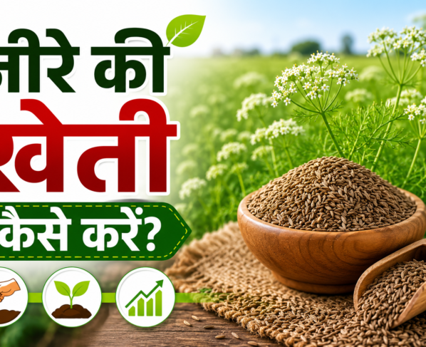 Cumin Farming in India