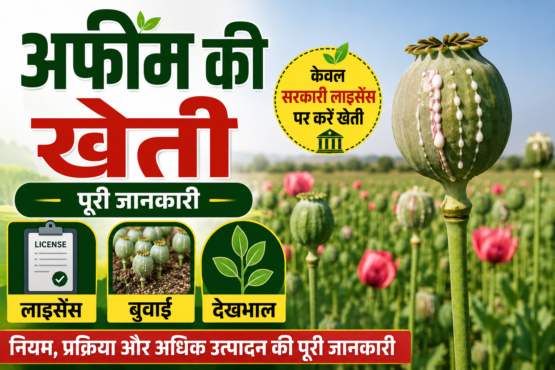 Opium Poppy Farming
