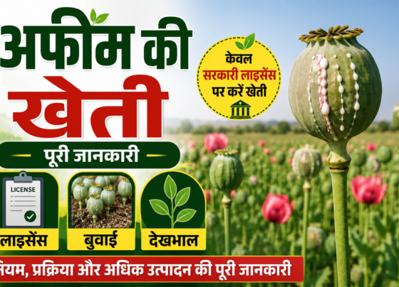 Opium Poppy Farming