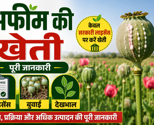 Opium Poppy Farming