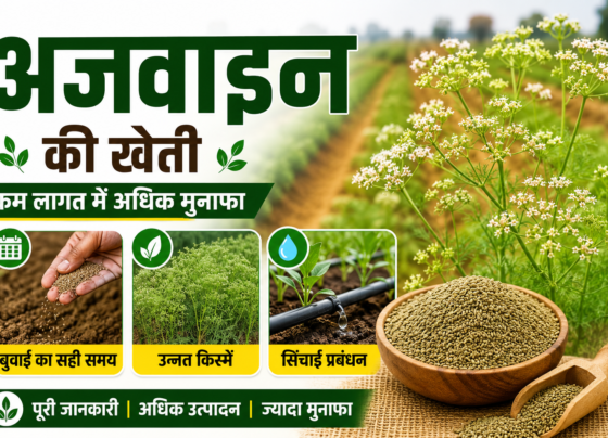 Ajwain Farming in India