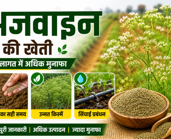 Ajwain Farming in India