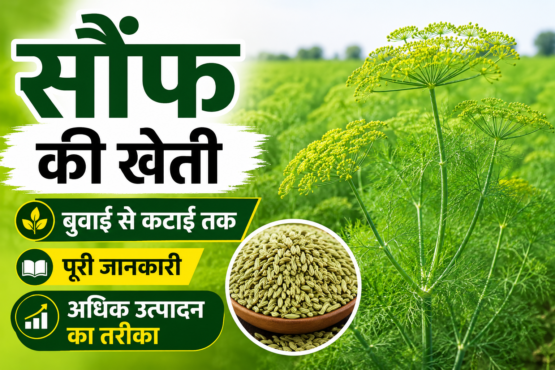 Fennel Farming