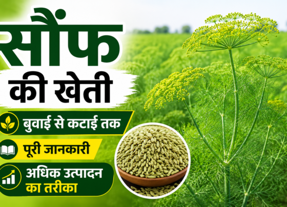 Fennel Farming