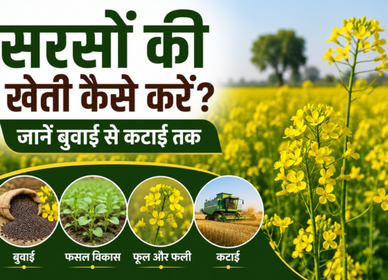 Mustard Crop Guide