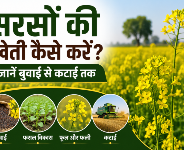 Mustard Crop Guide