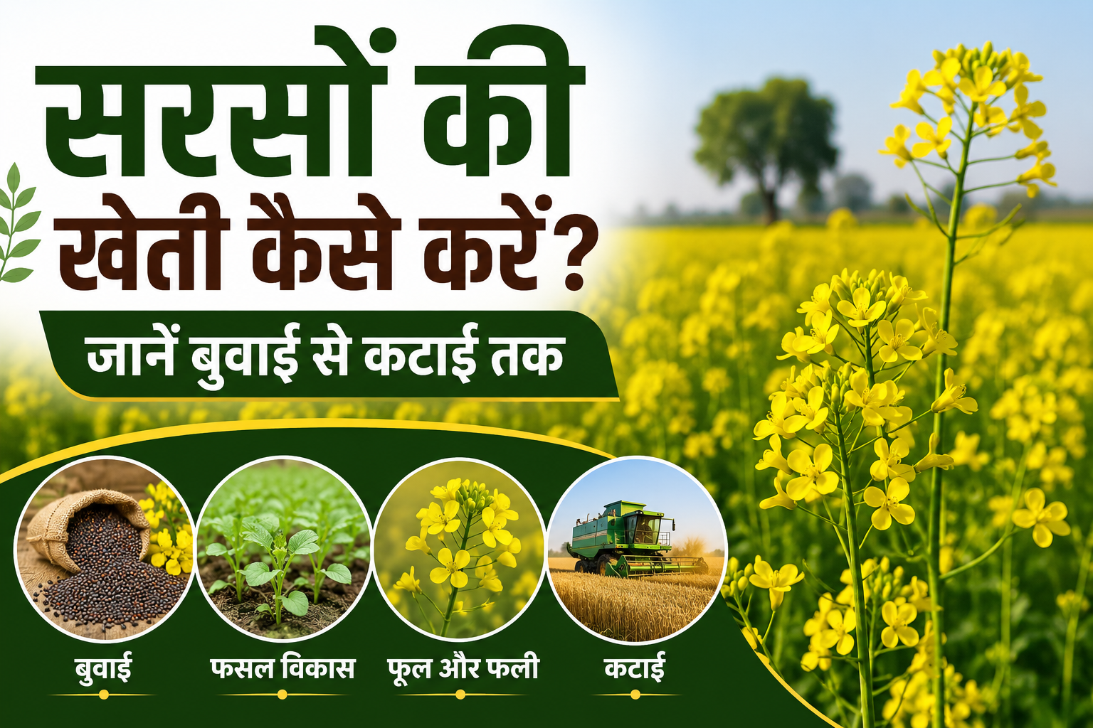 Mustard Crop Guide: सरसों की खेती कैसे करें? जानें बुवाई से कटाई तक