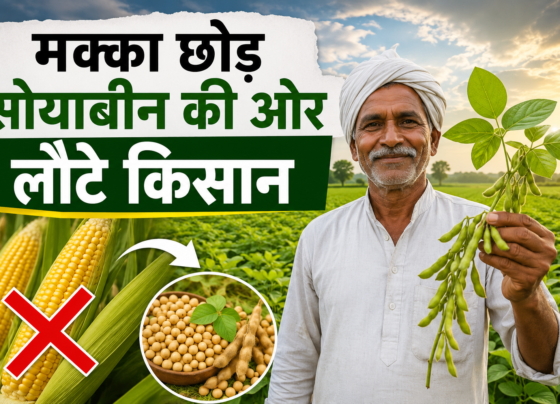 Soybean Production