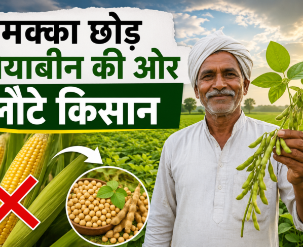 Soybean Production