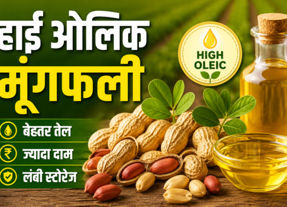 ICAR Groundnut Variety
