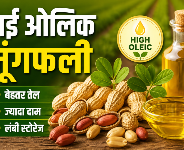 ICAR Groundnut Variety
