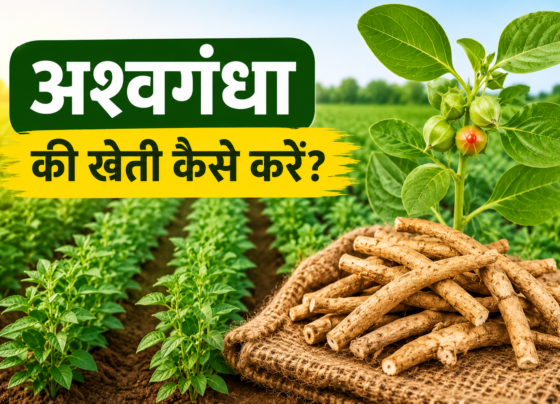 Ashwagandha Cultivation