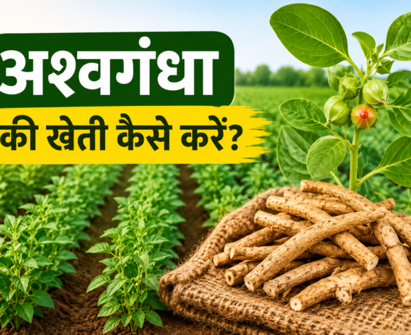 Ashwagandha Cultivation