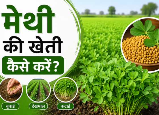 Fenugreek Farming India