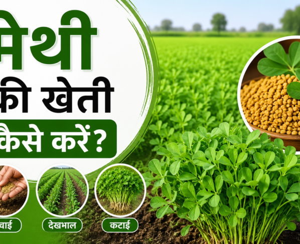 Fenugreek Farming India