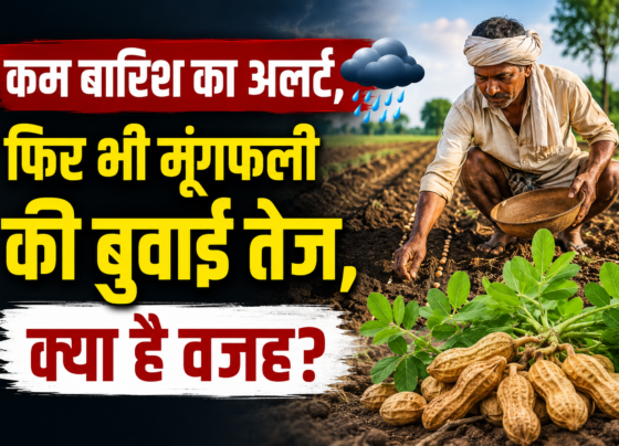 Groundnut Production