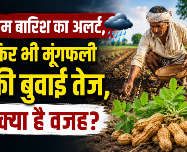 Groundnut Production