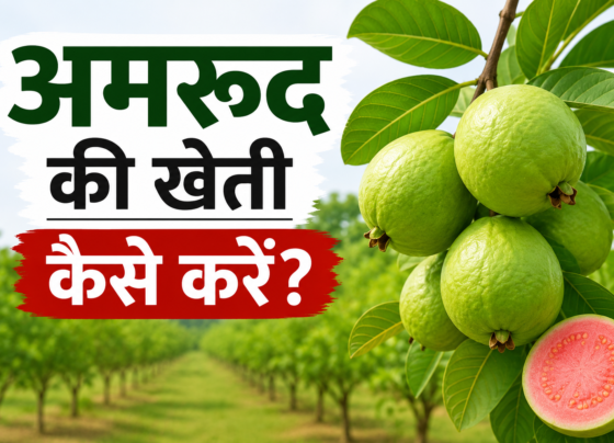 Amrud Ki Kheti Kaise Kare